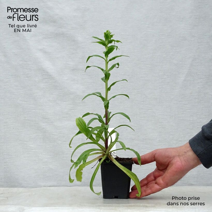 Spécimen de Digitale laineuse bicolore - Digitalis lanata Godet de 9cm tel que livré au printemps