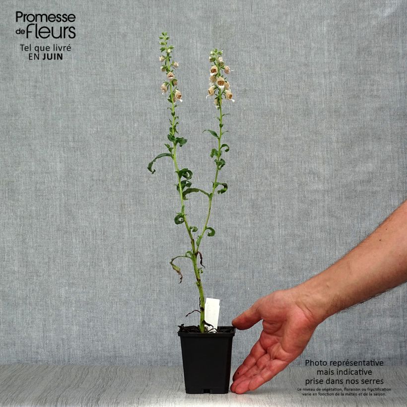 Spécimen de Digitale laineuse bicolore - Digitalis lanata Godet de 8/9 cm tel que livré en été