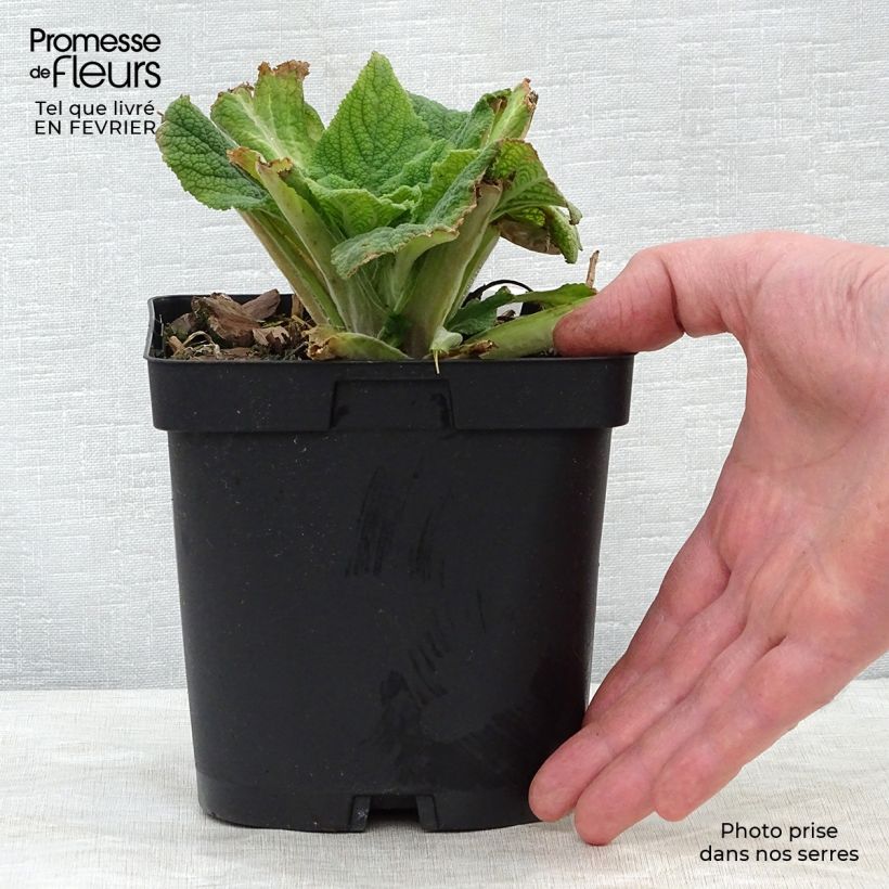 Spécimen de Digitale purpurea - Gant de notre-dame Pot de 2L/3L tel que livré en hiver