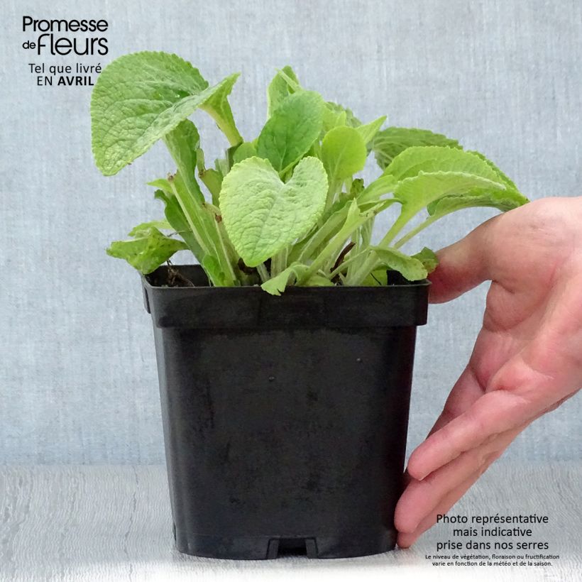 Spécimen de Digitale purpurea - Gant de notre-dame en pot de 2/3 litres tel que livré au printemps