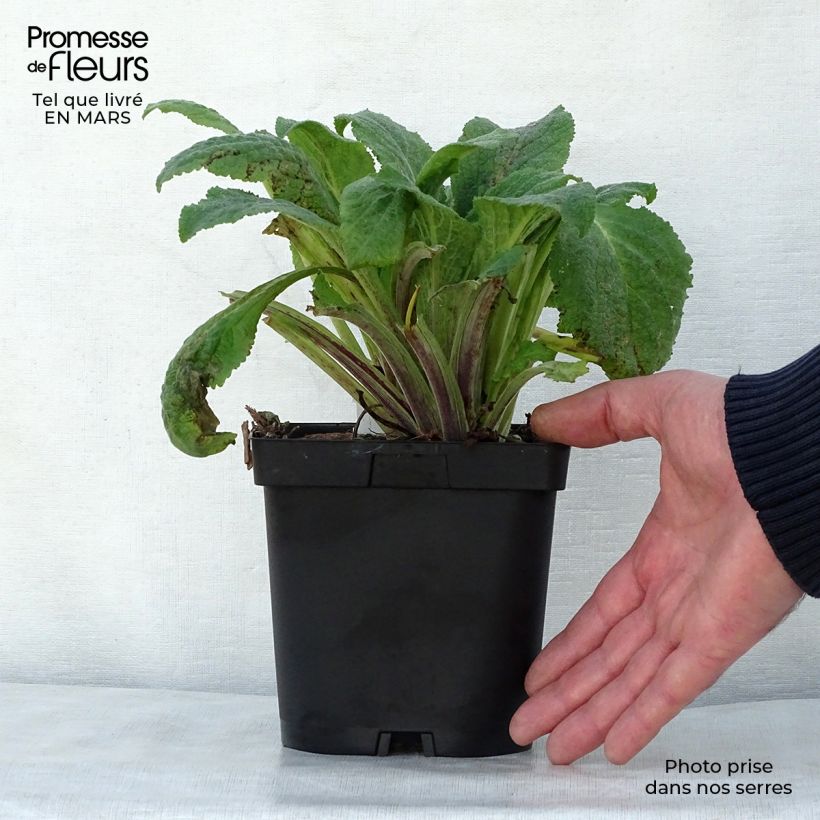 Spécimen de Digitale purpurea Pam's Choice - Gant de notre-dame en pot de 2/3 litres tel que livré au printemps