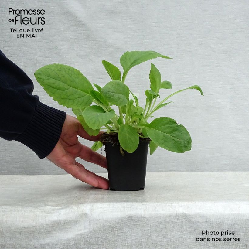 Spécimen de Digitale purpurea Pam's Choice - Gant de notre-dame en godet de 9 cm tel que livré au printemps