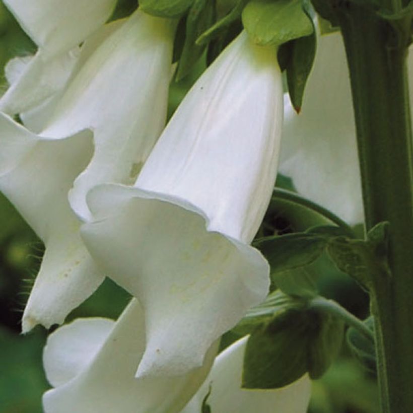 Digitalis purpurea Alba - Digitale pourpre Blanche. (Floraison)