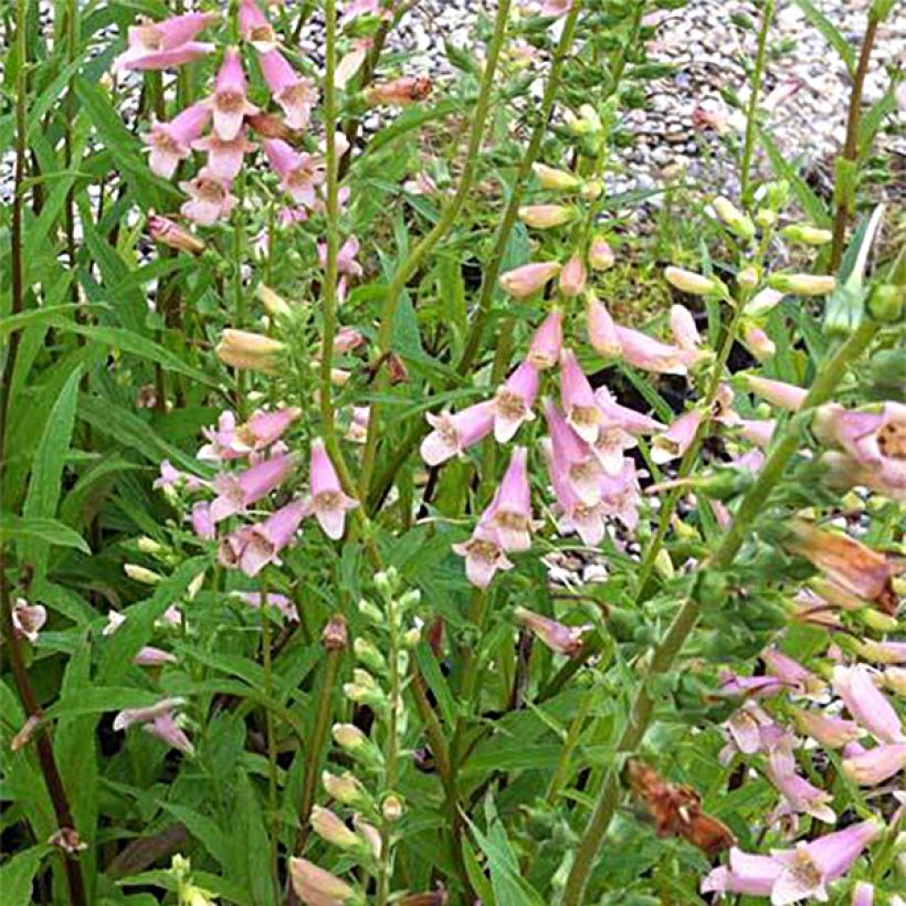 Digitalis Glory of Roundway - Digitale (Floraison)