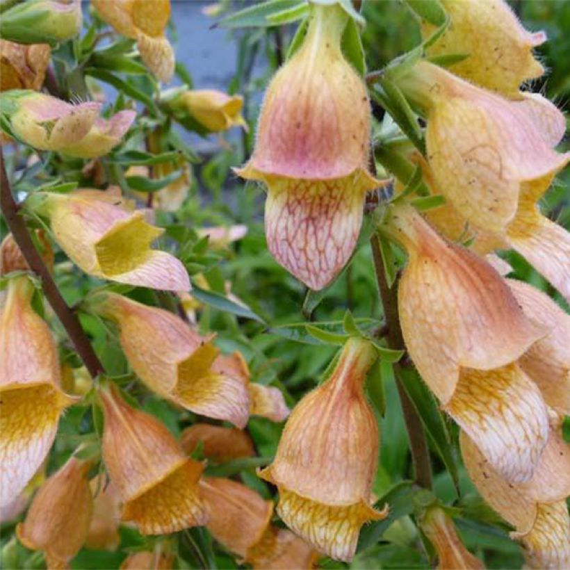 Digitalis Spice Island - Digitale  (Floraison)