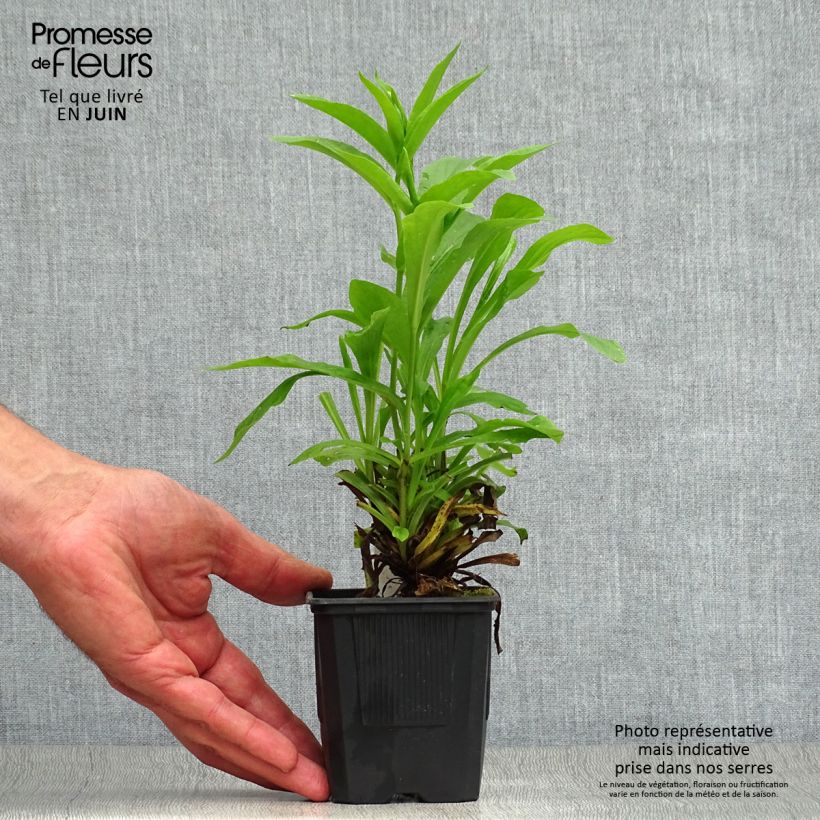 Spécimen de Digitalis Spice Island - Digitale  Godet de 8/9 cm tel que livré en été