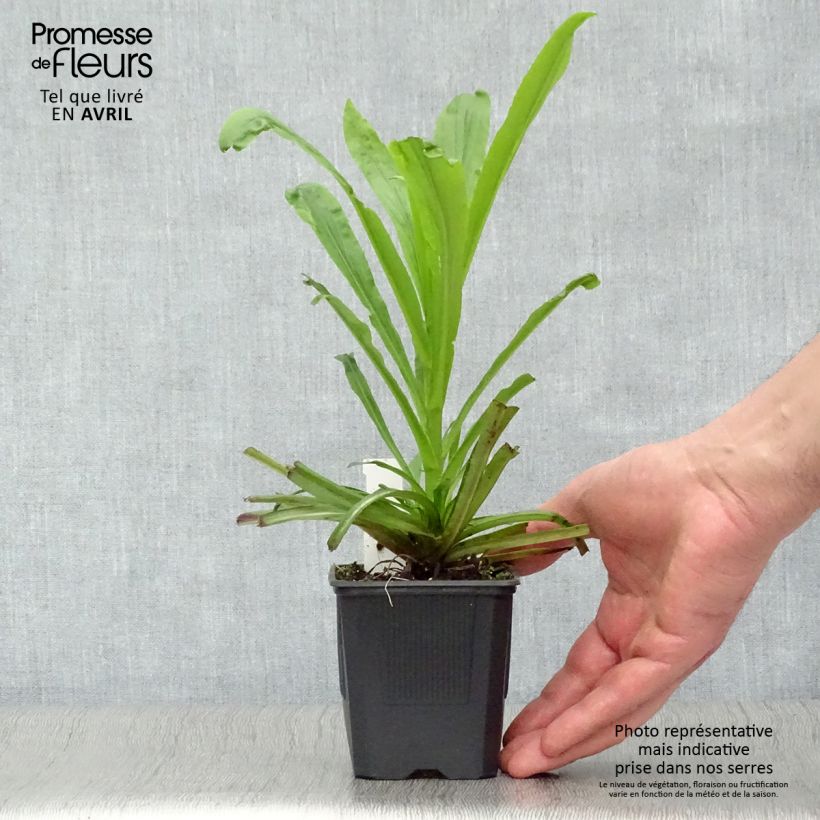 Spécimen de Digitalis Spice Island - Digitale  Godet de 9cm tel que livré au printemps