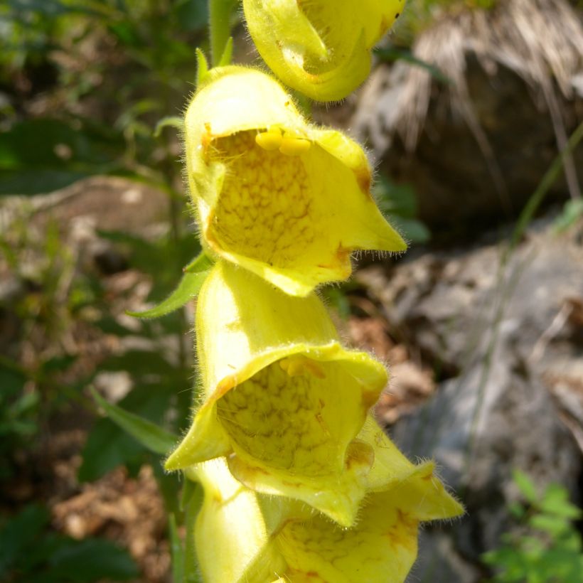 Digitalis ciliata - Digitale ciliée (Floraison)