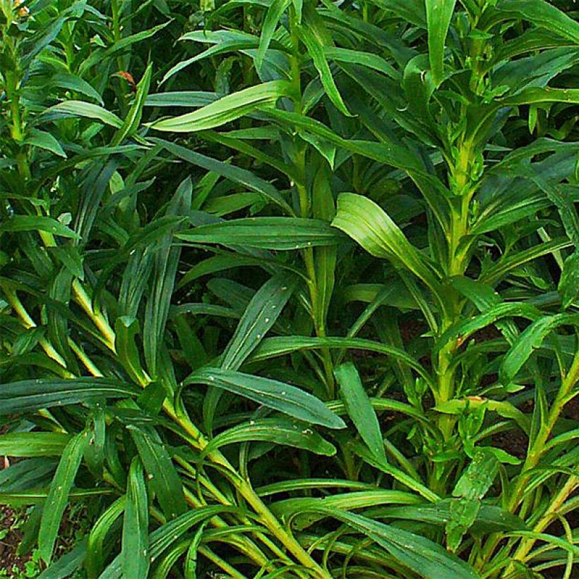 Digitale ferrugineuse - Digitalis ferruginea Gigantea (Feuillage)