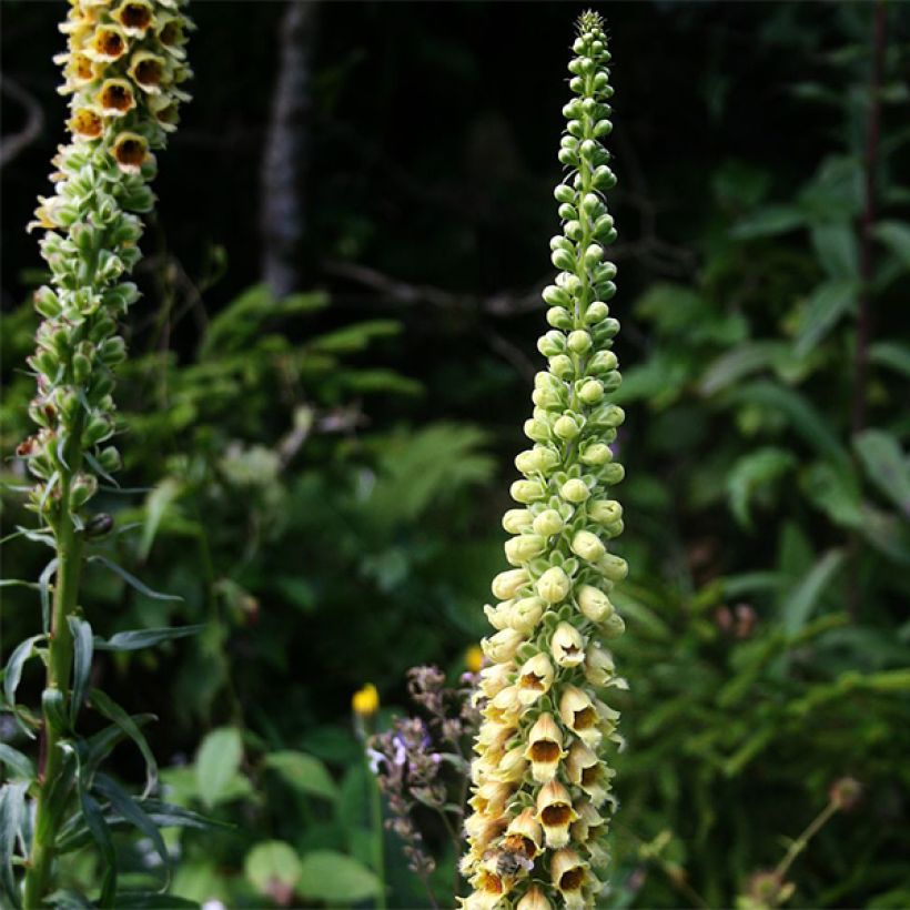 Digitale ferrugineuse - Digitalis ferruginea Gigantea (Floraison)