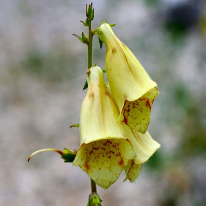 Digitale à grandes fleurs - Digitalis grandiflora (Floraison)