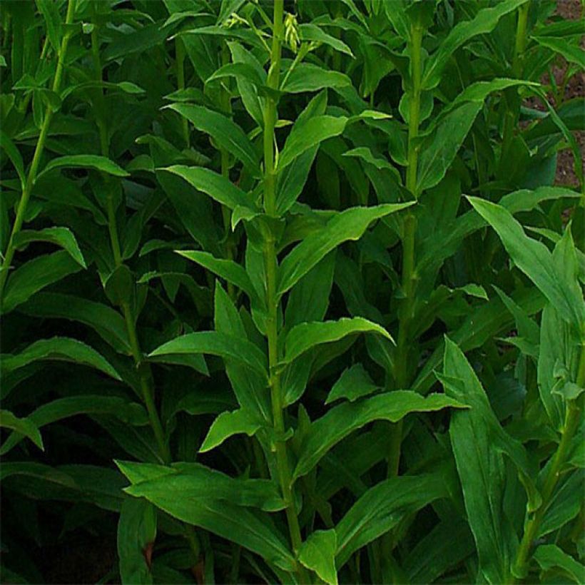 Digitale jaune - Digitalis lutea (Feuillage)