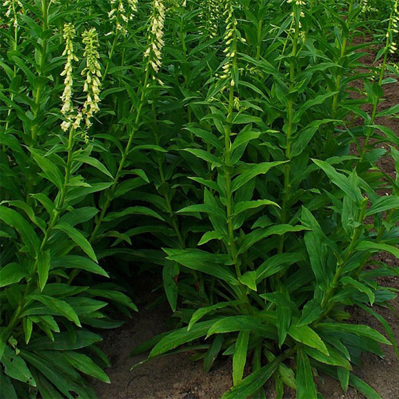 Digitale jaune - Digitalis lutea (Port)