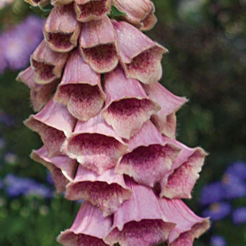 Digitale, Digitalis mertonensis (Floraison)