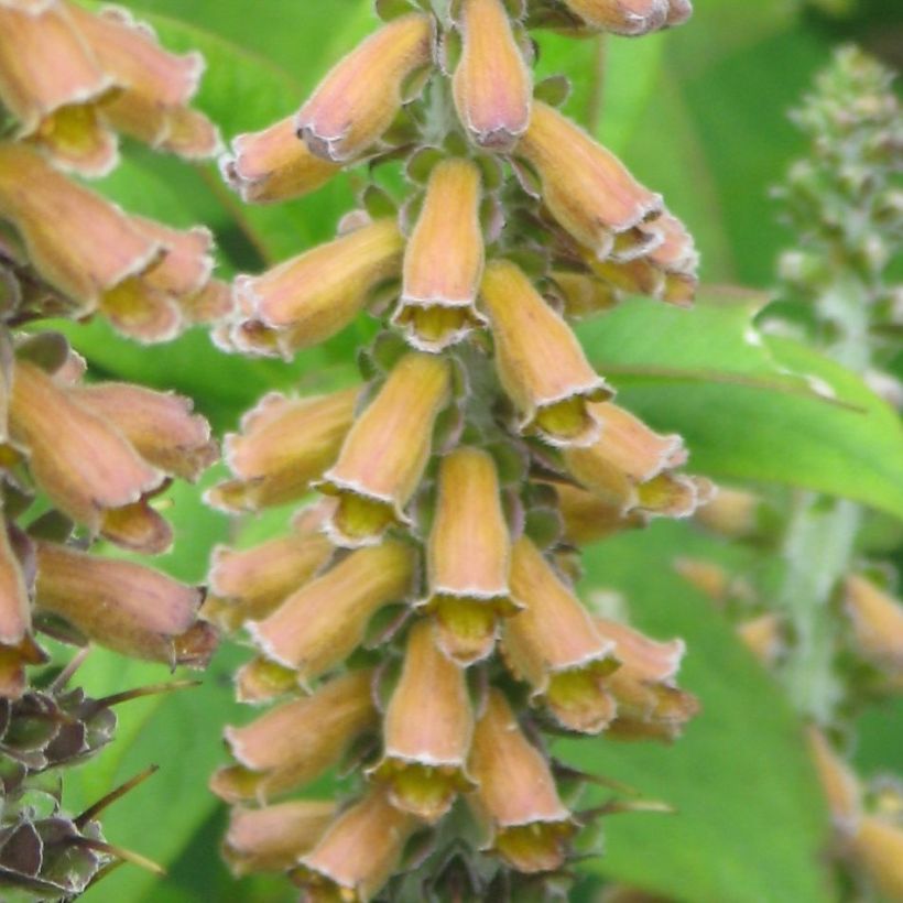 Digitale - Digitalis parviflora (Floraison)