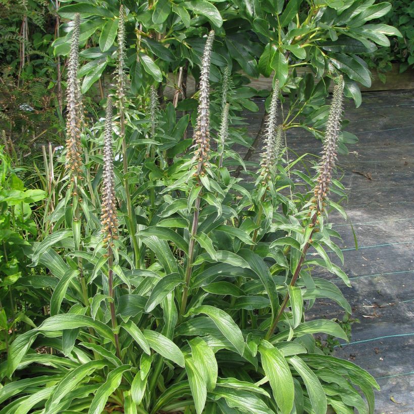 Digitale - Digitalis parviflora (Port)