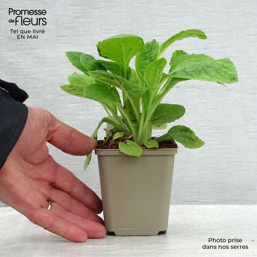 Spécimen de Digitalis purpurea Alba - Digitale pourpre Blanche. Godet de 9cm tel que livré au printemps