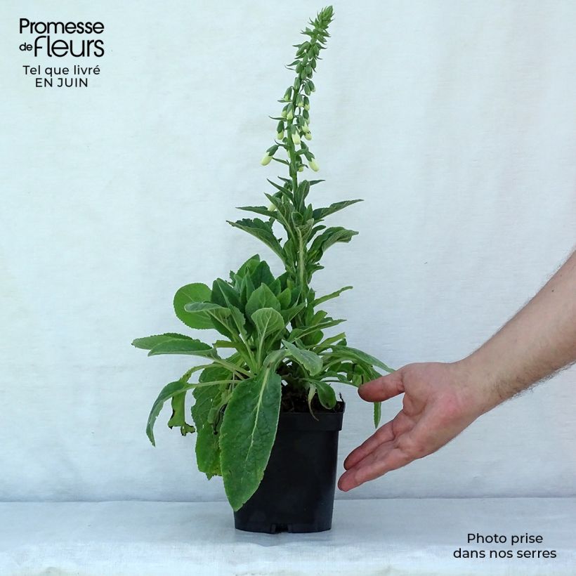 Spécimen de Digitalis purpurea Alba - Digitale pourpre Blanche. Godet de 8/9 cm tel que livré en été