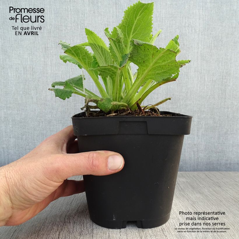 Spécimen de Digitalis purpurea Alba - Digitale pourpre Blanche. Pot de 2/3 L tel que livré au printemps