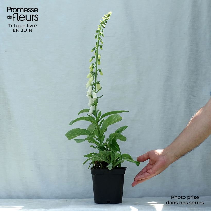 Spécimen de Digitalis purpurea Alba - Digitale pourpre Blanche. Pot de 2L/3L tel que livré en été