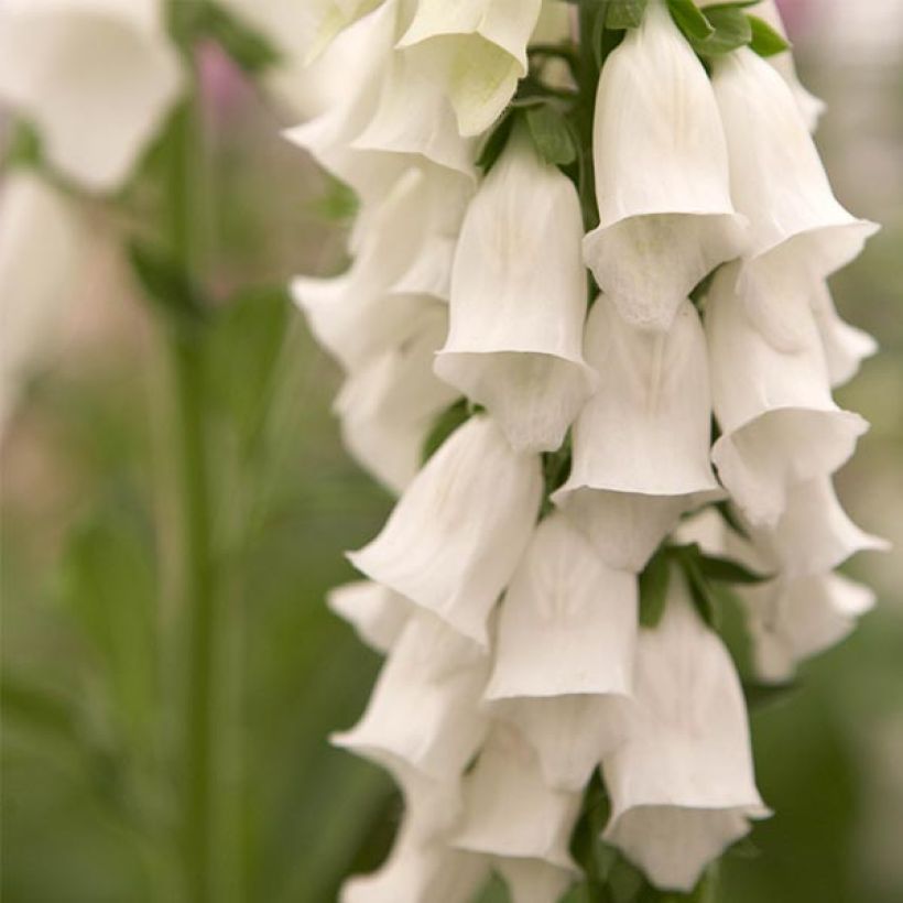 Digitalis purpurea Snow Thimble - Digitale pourpre  (Floraison)