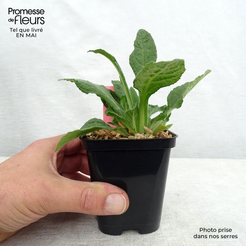 Spécimen de Digitalis purpurea Snow Thimble - Digitale pourpre  Godet de 9cm tel que livré au printemps