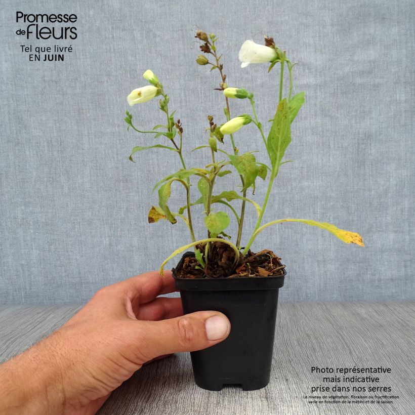 Spécimen de Digitalis purpurea Snow Thimble - Digitale pourpre  Godet de 8/9 cm tel que livré en été