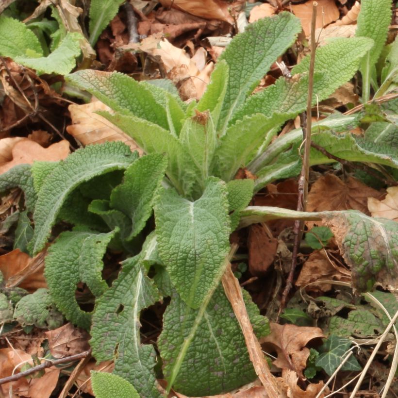 Digitale, Digitalis purpurea ssp. nevadensis (Feuillage)