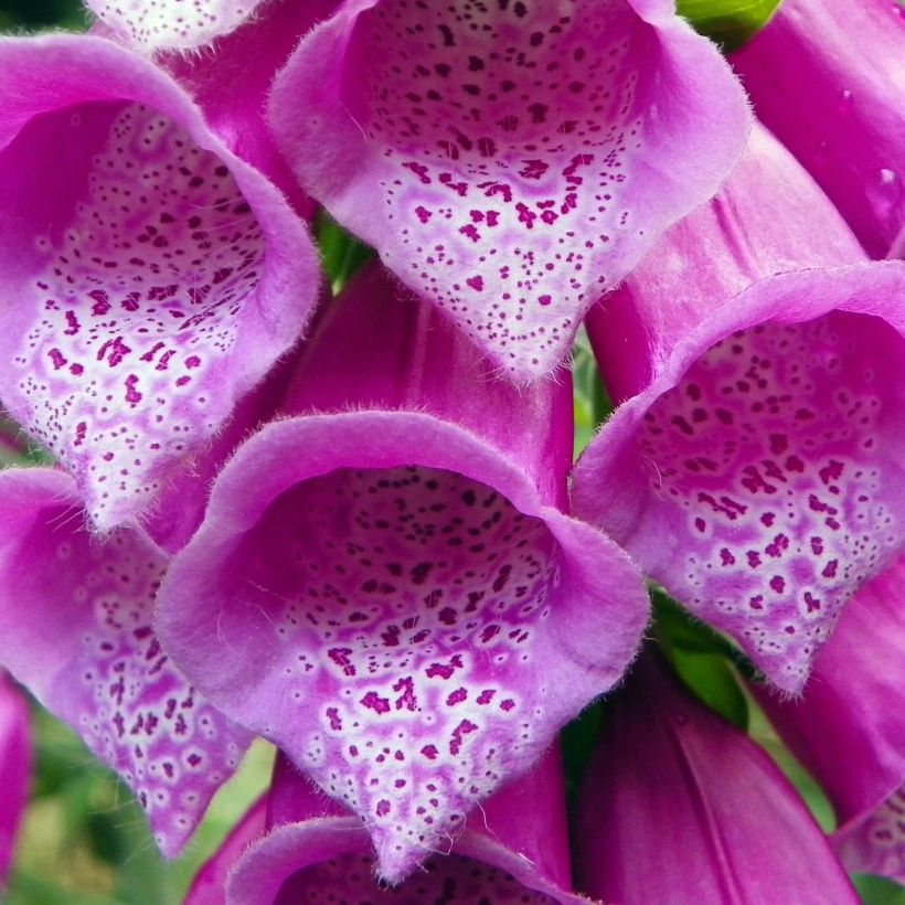 Digitale, Digitalis purpurea ssp. nevadensis (Floraison)