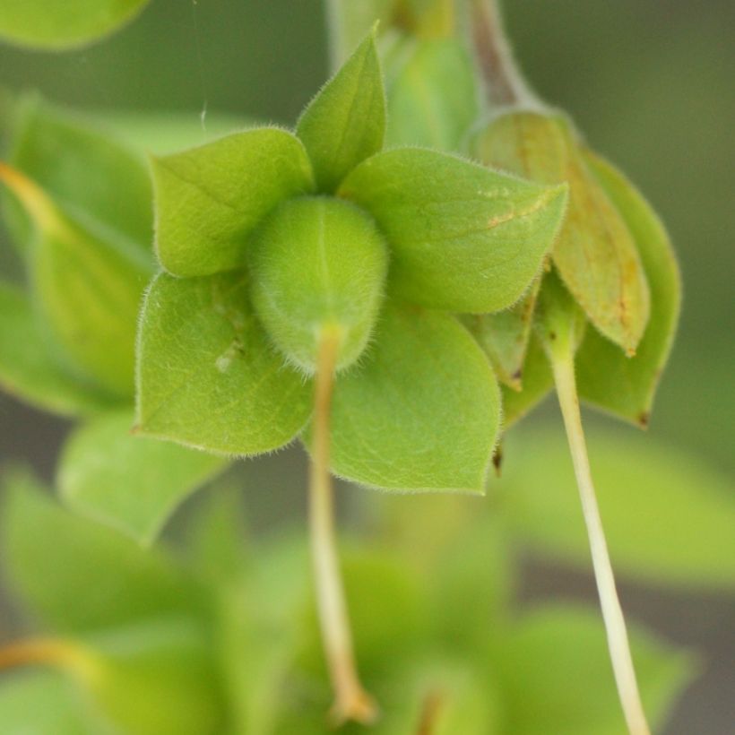 Digitale, Digitalis purpurea ssp. nevadensis (Récolte)