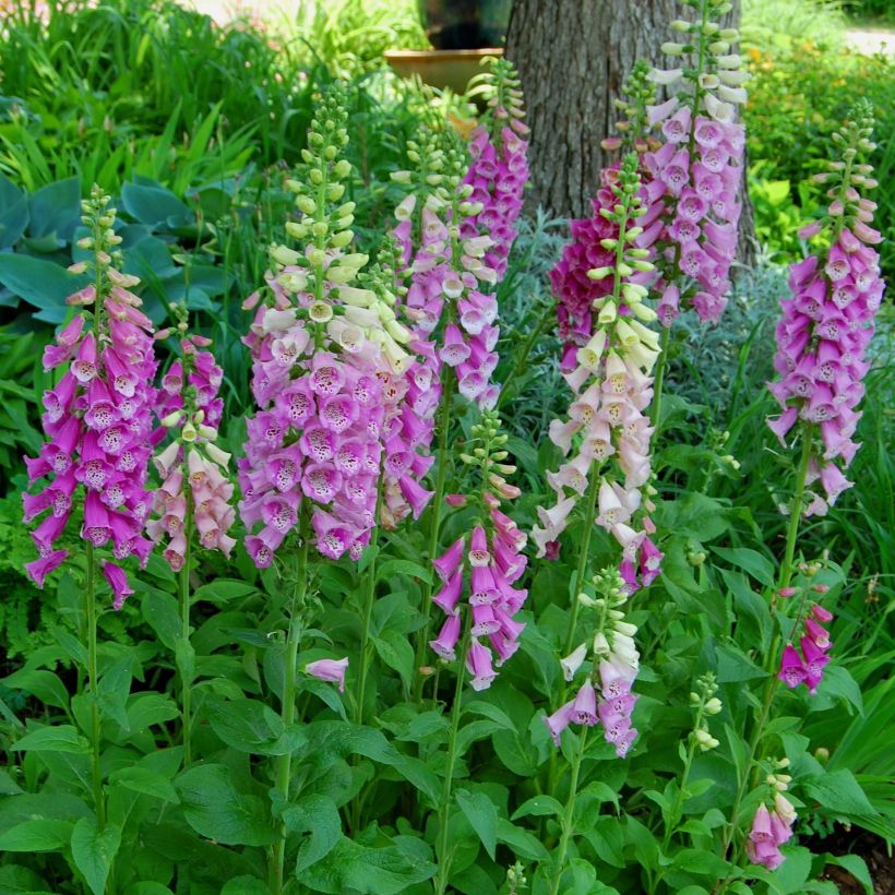 Digitale, Digitalis purpurea ssp. nevadensis (Port)