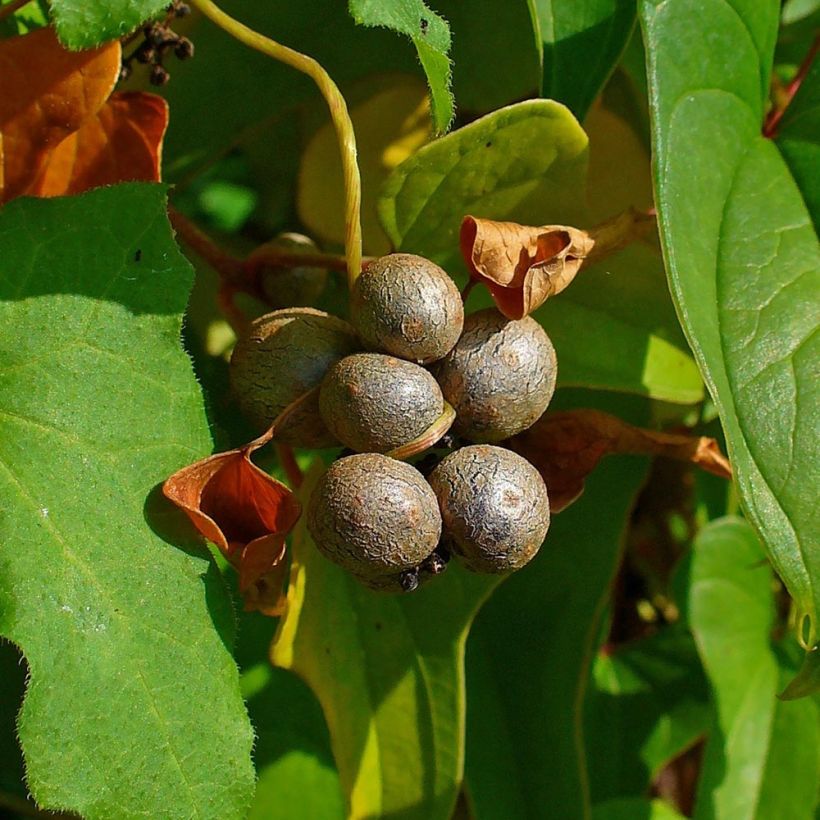 Igname de chine - Dioscorea batatas  (Récolte)