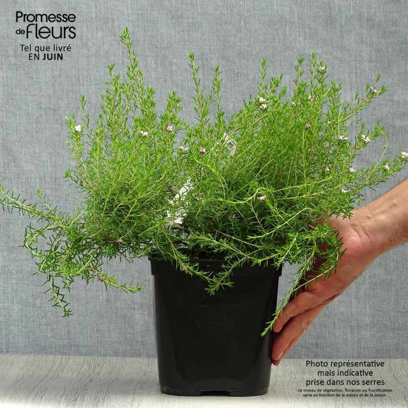 Spécimen de Diosma Pink Diamond Pot de 2L/3L tel que livré en été