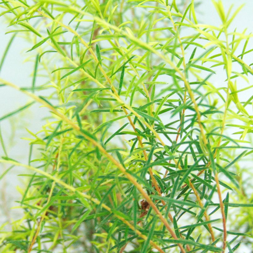 Diosma hirsuta Pink Fountain (Feuillage)