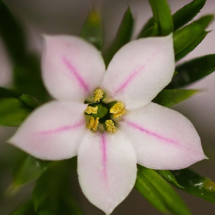 Diosma hirsuta Pink Fountain (Floraison)