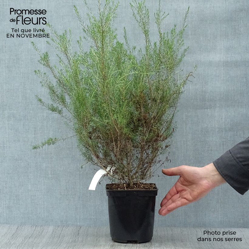 Spécimen de Diosma hirsuta Pink Fountain tel que livré en automne