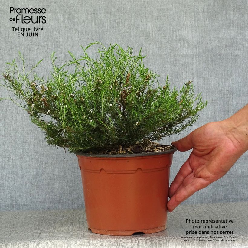 Spécimen de Diosma hirsuta Pink Fountain Pot de 2L/3L tel que livré en été