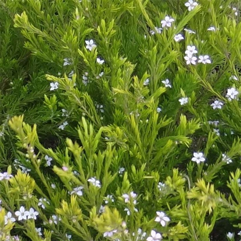 Diosma hirsuta Sunset gold - Diosmée hirsute. (Feuillage)