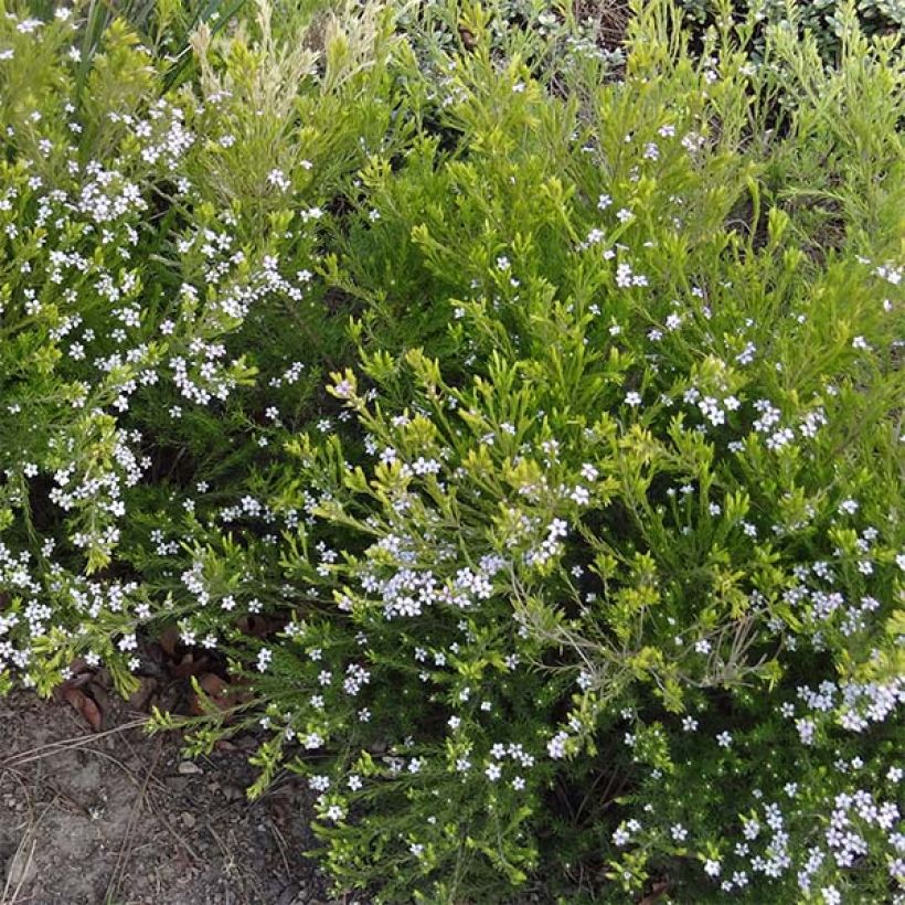 Diosma hirsuta Sunset gold - Diosmée hirsute. (Port)