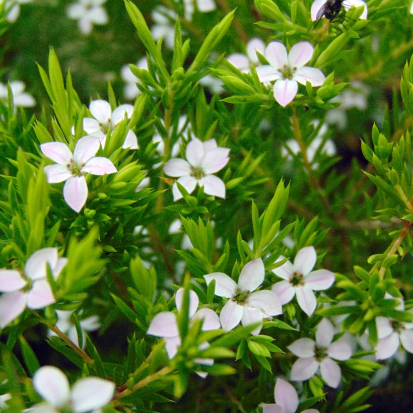 Diosma hirsuta Sunset gold - Diosmée hirsute. (Floraison)