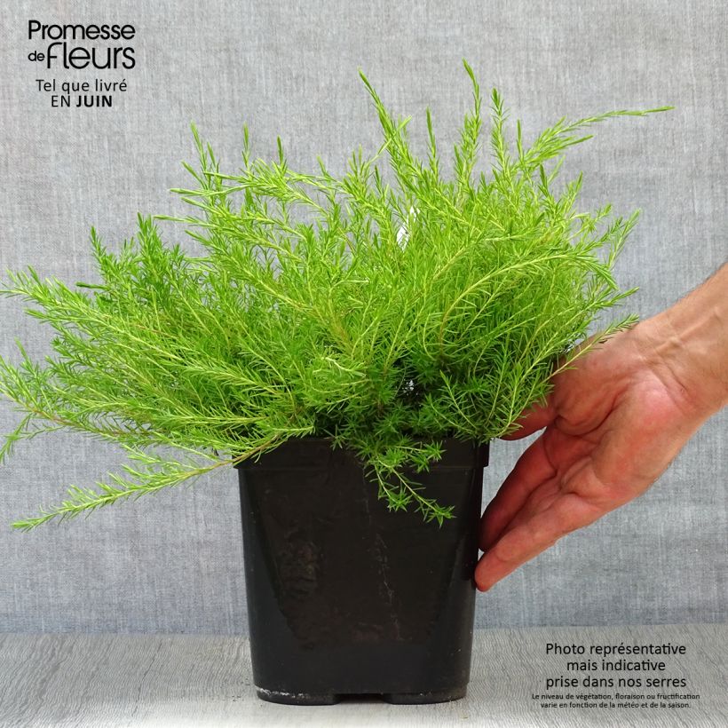 Spécimen de Diosma hirsuta Sunset gold - Diosmée hirsute. Pot de 2L/3L tel que livré en été