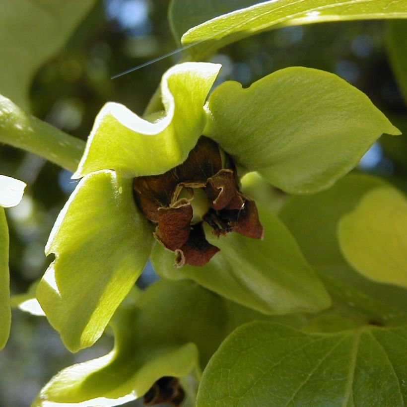 Diospyros kaki - Plaqueminier (Floraison)