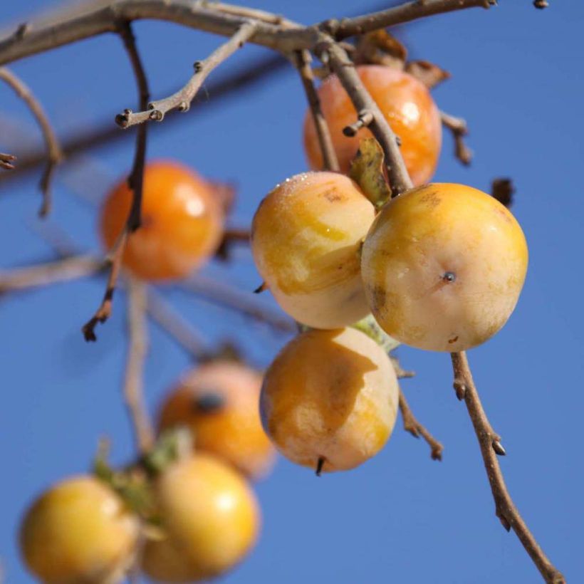 Diospyros virginiana SAA Pieper - Plaqueminier de Virginie (Récolte)