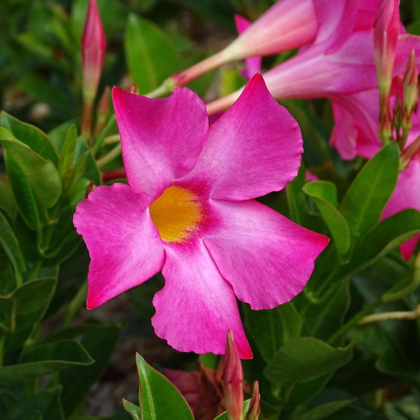 Dipladénia BELLA Pink (Floraison)