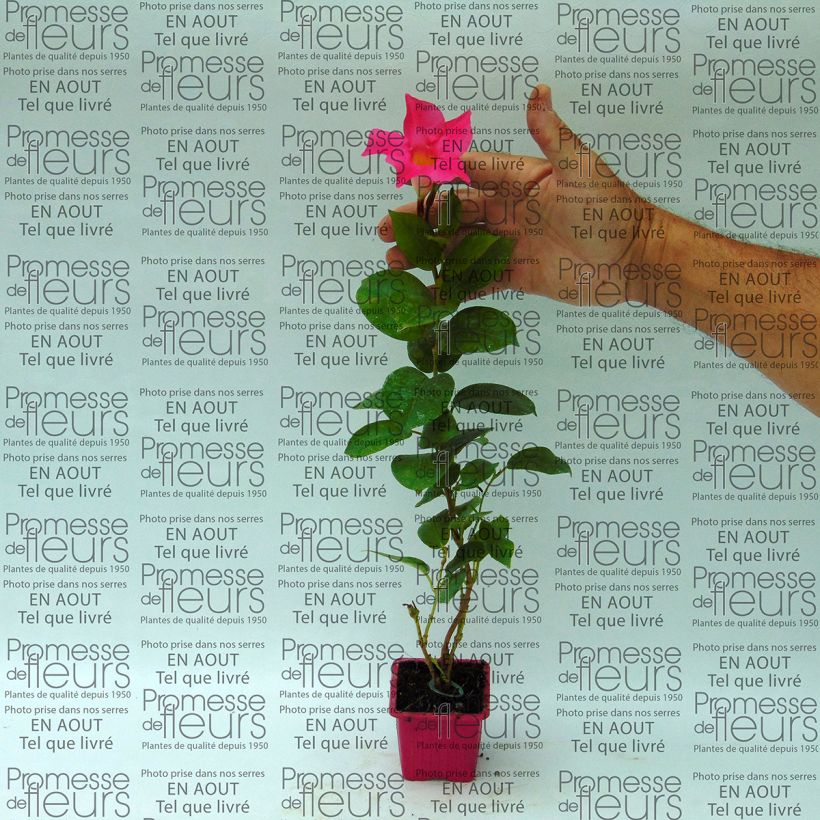 Exemple de spécimen de Dipladénia Diamantina Jade Pink - Mandevilla - en godet de 7 cm tel que livré