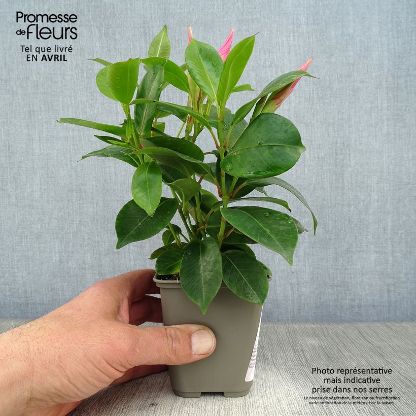 Spécimen de Dipladénia Diamantina Jade Pink - Mandevilla - en pot de 10.5 cm tel que livré au printemps