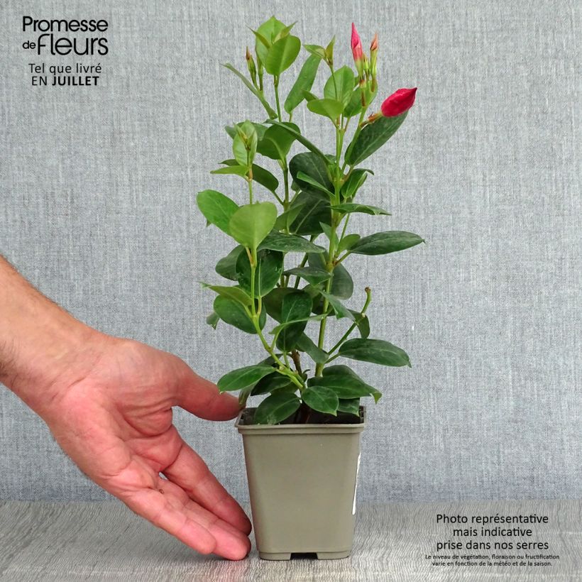 Spécimen de Dipladenia Diamantina Jade Red Pot de 2L/3L tel que livré en été