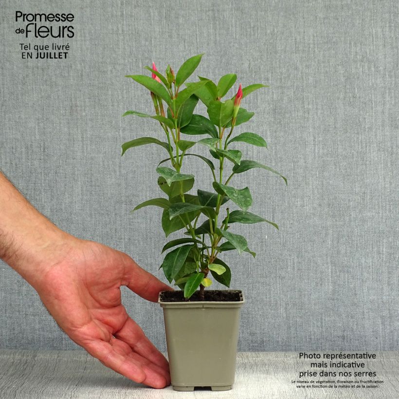 Spécimen de Dipladenia Diamantina Jade Rose Pot de 2L/3L tel que livré en été