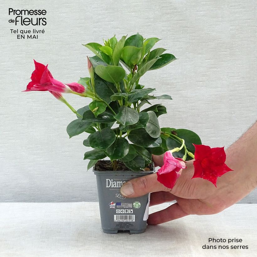 Spécimen de Dipladénia Diamantina Jade Scarlet - Mandevilla  Pot de 10 cm/11cmHauteur livrée env. 15/20cm tel que livré au printemps