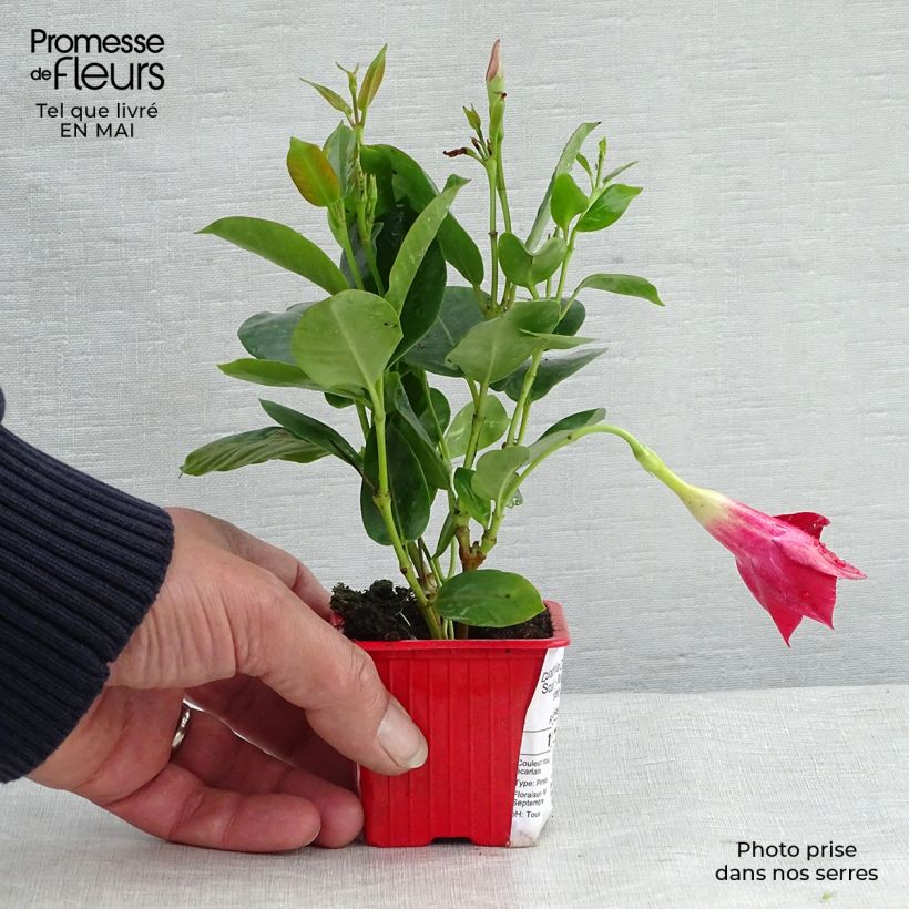 Spécimen de Dipladénia Diamantina Jade Scarlet - Mandevilla - en godet de 7 cm tel que livré au printemps